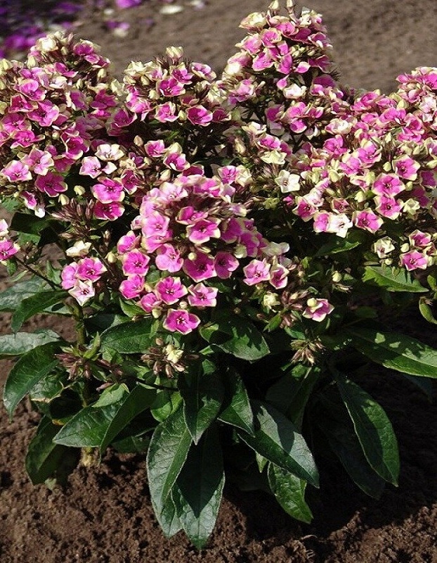 Флокс Орчид Йеллоу 